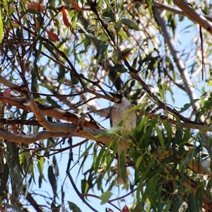 Philemon corniculatus at Weetangera, ACT - 2 Dec 2015