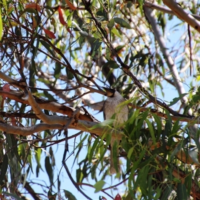 Philemon corniculatus (Noisy Friarbird) at Weetangera, ACT - 2 Dec 2015 by Jennybach