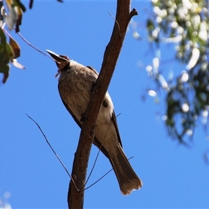 Philemon corniculatus at Weetangera, ACT - 2 Dec 2015