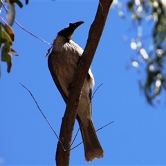 Philemon corniculatus at Weetangera, ACT - 2 Dec 2015