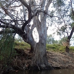 Eucalyptus sp. at North Wagga Wagga, NSW - 23 Feb 2022 by MB