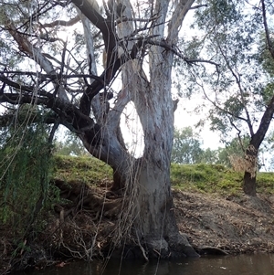 Eucalyptus sp. at North Wagga Wagga, NSW - suppressed