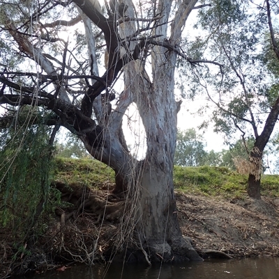 Eucalyptus sp. at North Wagga Wagga, NSW - 23 Feb 2022 by MB