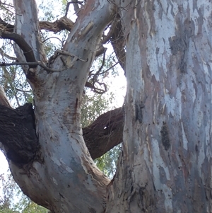 Eucalyptus sp. at North Wagga Wagga, NSW - suppressed