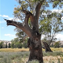 Eucalyptus sp. (A Gum Tree) at Wantabadgery, NSW - 18 Nov 2021 by MB