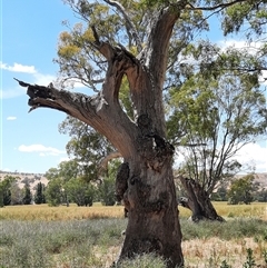 Eucalyptus sp. at Wantabadgery, NSW - 18 Nov 2021 by MB