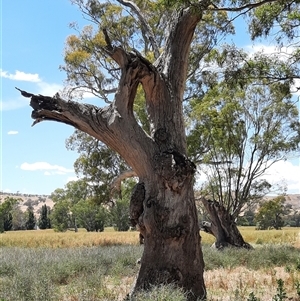 Eucalyptus sp. at Wantabadgery, NSW - 18 Nov 2021