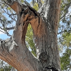 Eucalyptus sp. at Wantabadgery, NSW - 18 Nov 2021