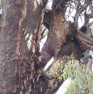 Eucalyptus sp. at Currawarna, NSW by MB