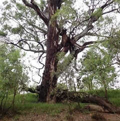 Eucalyptus camaldulensis at suppressed - suppressed