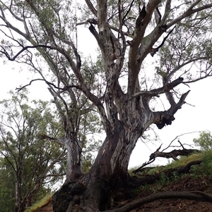 Eucalyptus camaldulensis at suppressed - suppressed