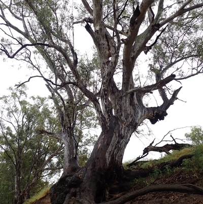 Eucalyptus sp. at Bulgary, NSW - 3 Nov 2021 by MB