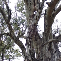 Eucalyptus camaldulensis at suppressed - suppressed