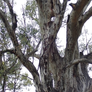 Eucalyptus camaldulensis at suppressed - suppressed