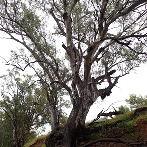 Eucalyptus camaldulensis at suppressed - suppressed