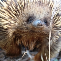 Tachyglossus aculeatus (Short-beaked Echidna) at Weetangera, ACT - 2 Dec 2015 by Jennybach