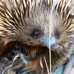 Tachyglossus aculeatus at Weetangera, ACT - 2 Dec 2015