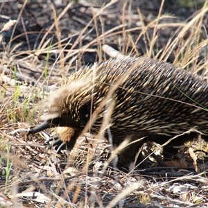 Tachyglossus aculeatus at Weetangera, ACT - 2 Dec 2015