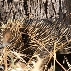 Tachyglossus aculeatus at Weetangera, ACT - 2 Dec 2015