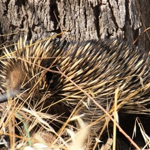 Tachyglossus aculeatus at Weetangera, ACT - 2 Dec 2015