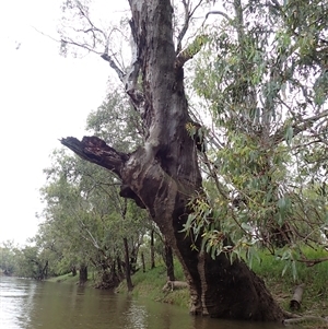 Eucalyptus camaldulensis at suppressed - suppressed