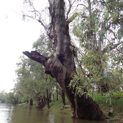 Eucalyptus sp. at Ganmain, NSW - 3 Nov 2021 by MB