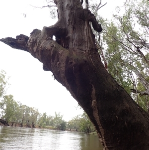 Eucalyptus camaldulensis at suppressed - suppressed