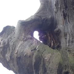 Eucalyptus camaldulensis at suppressed - suppressed