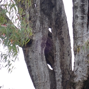 Eucalyptus camaldulensis at suppressed - suppressed