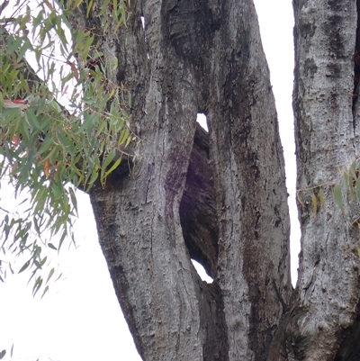 Eucalyptus sp. at Bulgary, NSW - 3 Nov 2021 by MB