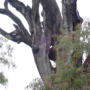 Eucalyptus camaldulensis at suppressed - suppressed