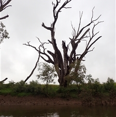 Eucalyptus camaldulensis at suppressed - suppressed