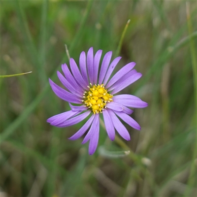Calotis cuneifolia (Purple Burr-daisy) at Dalton, NSW - 23 Oct 2024 by RobG1