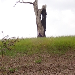 Eucalyptus sp. at Galore, NSW - 4 Nov 2021 by MB