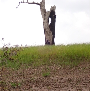 Eucalyptus camaldulensis at suppressed - suppressed