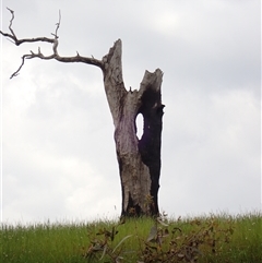 Eucalyptus camaldulensis at suppressed - suppressed