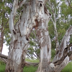 Eucalyptus sp. at Galore, NSW - 4 Nov 2021 by MB