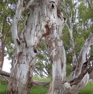 Eucalyptus sp. at Galore, NSW by MB