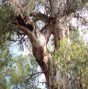 Eucalyptus camaldulensis at suppressed - suppressed