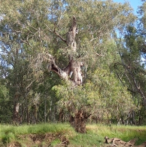 Eucalyptus camaldulensis at suppressed - suppressed