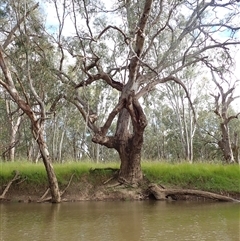 Eucalyptus sp. at Galore, NSW - 4 Nov 2021 by MB