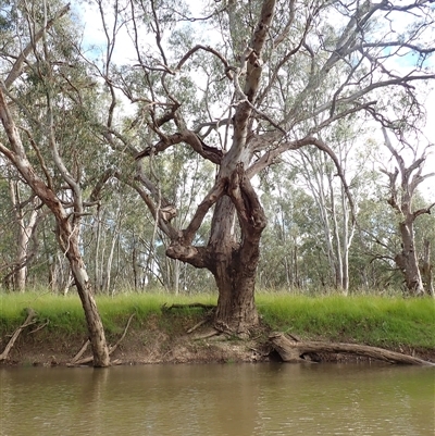 Eucalyptus sp. at Galore, NSW - 4 Nov 2021 by MB