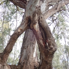 Eucalyptus camaldulensis at suppressed - suppressed