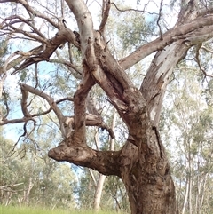 Eucalyptus camaldulensis at suppressed - suppressed