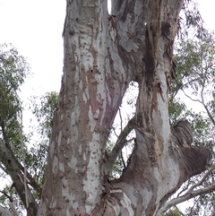 Eucalyptus sp. at Galore, NSW - 5 Nov 2021 by MB