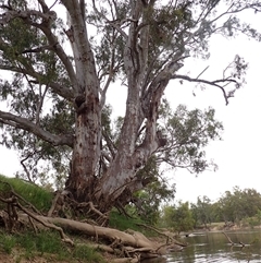 Eucalyptus sp. at Galore, NSW - suppressed