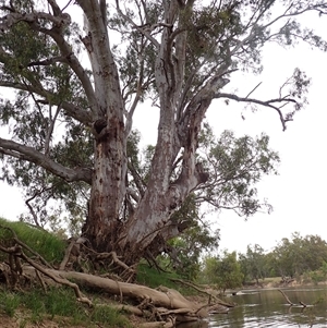 Eucalyptus sp. at Galore, NSW - suppressed