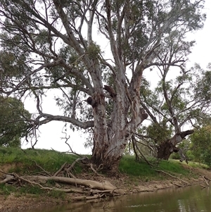 Eucalyptus sp. at Galore, NSW - suppressed