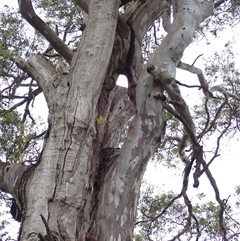 Eucalyptus sp. at Grong Grong, NSW - 5 Nov 2021 by MB