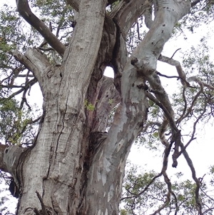 Eucalyptus camaldulensis at suppressed - suppressed